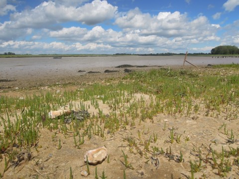 Seaside Foraging Samphire